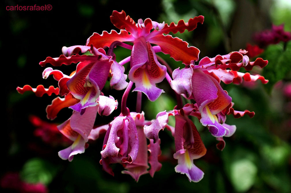 Jardín Botánico de Holguín