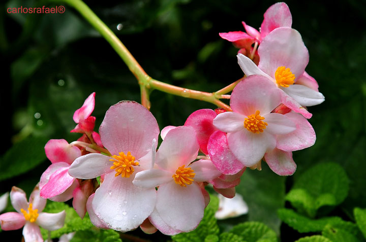 Jardín Botánico de Holguín