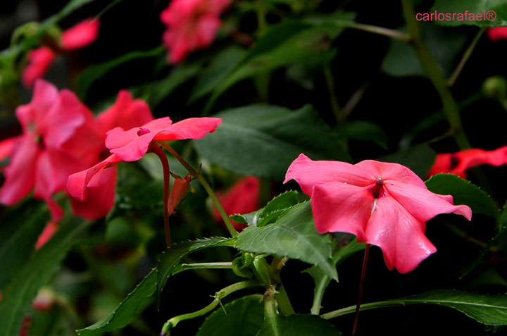 Jardín Botánico de Holguín