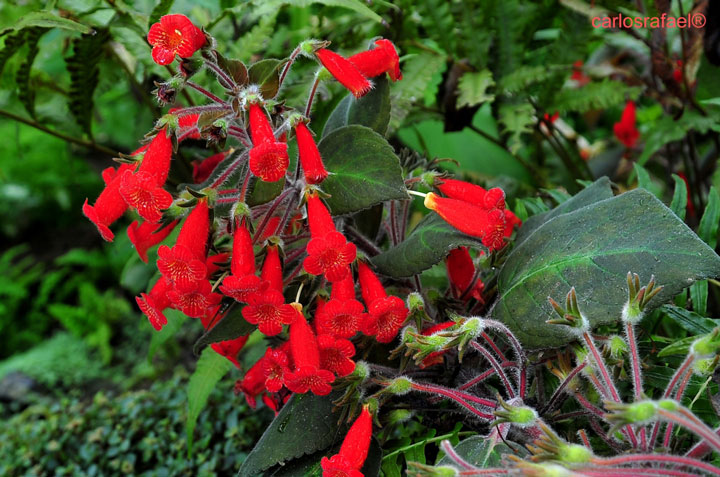Jardín Botánico de Holguín