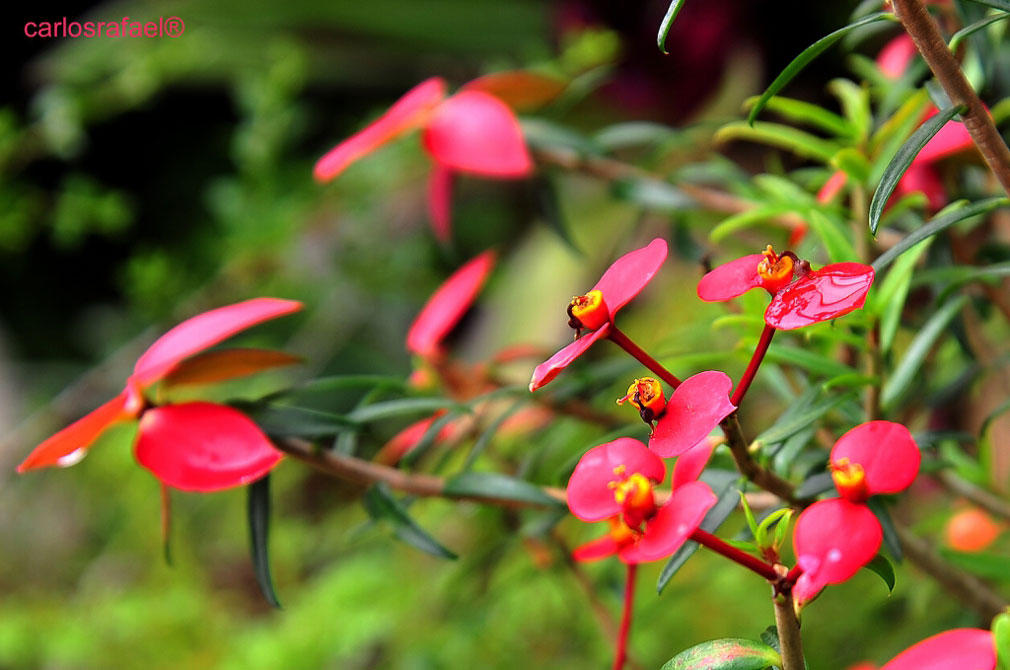 Jardín Botánico de Holguín