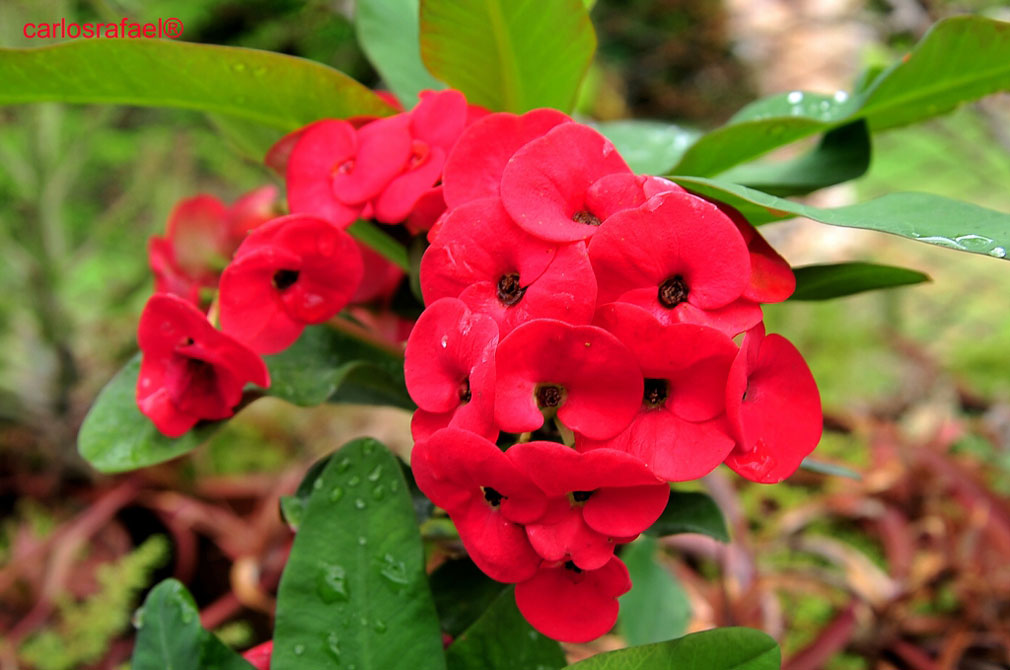 Jardín Botánico de Holguín