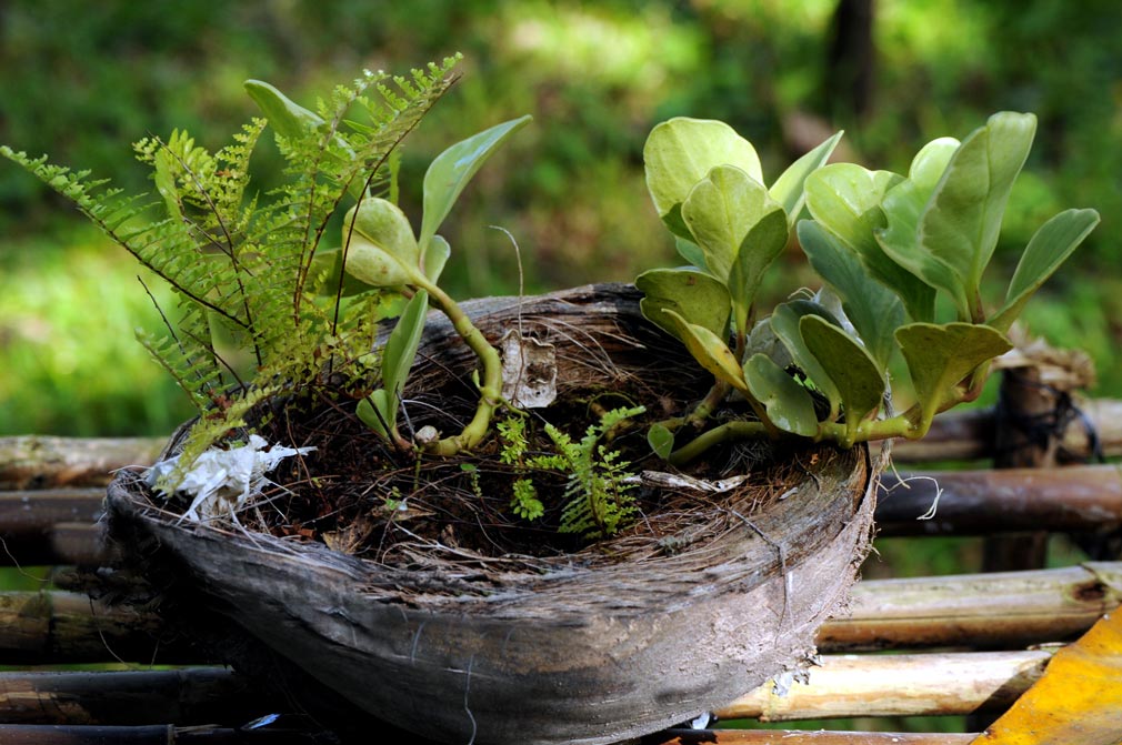 Estas peculiares macetas de la comunidad La Melba, aprovechan a la propia naturaleza para dar vida a otras plantas. Fotos: Elder Leyva Comunidad La Melba, en Holguín, en el Parque Nacional Alejandro de Humboldt. Fotos: Elder Leyva