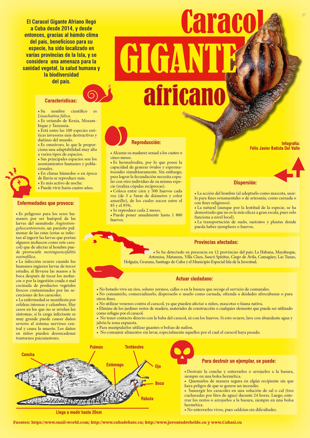 Caracol gogante africano