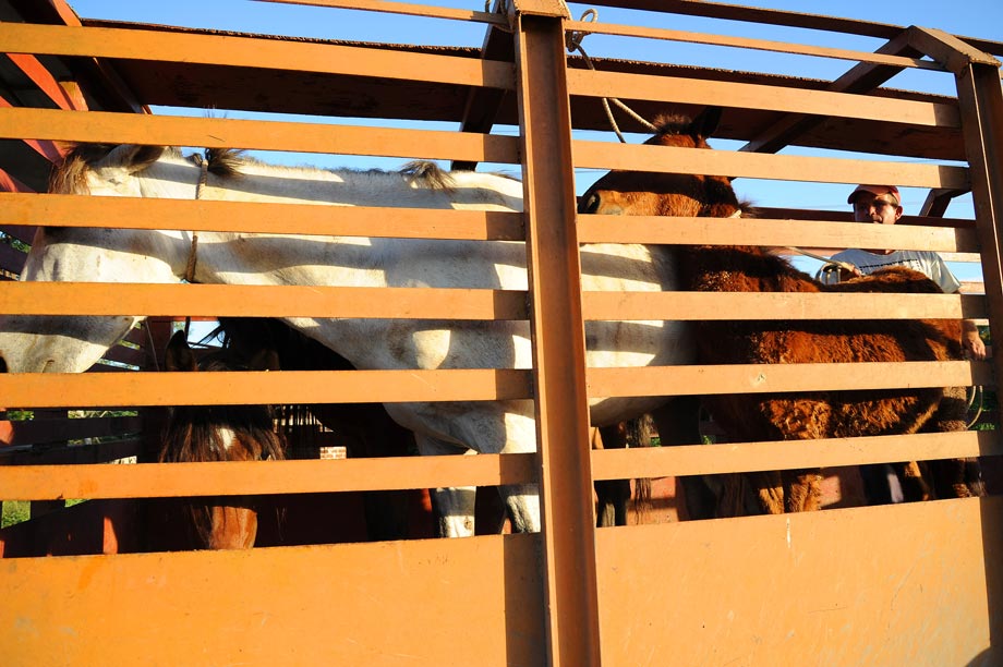 Animales en la jaula