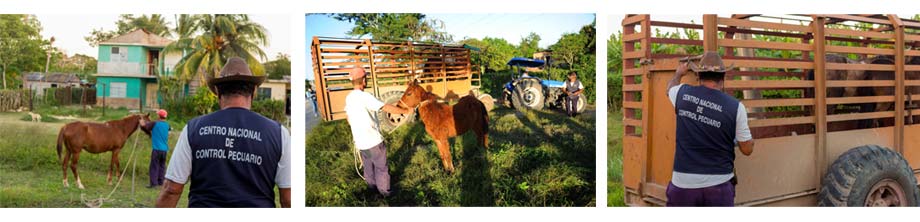 Animales en la vía
