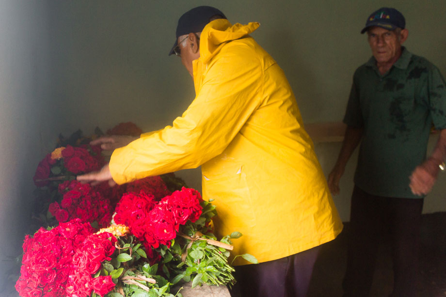 productor flores
