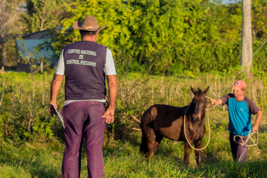 recogida de animales 