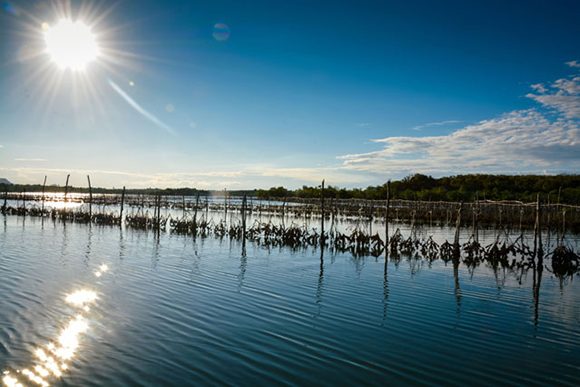 ostion desde la semilla holguin 01