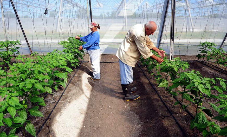 aji picante plantaciones f carlos rafael