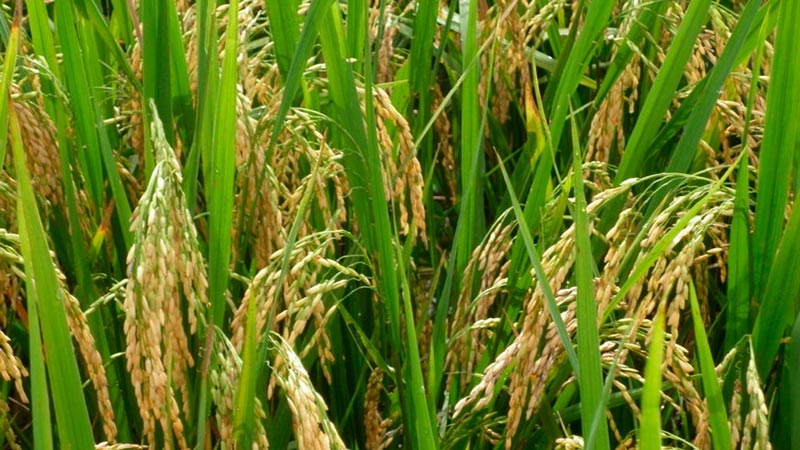 cultivo arroz holguin