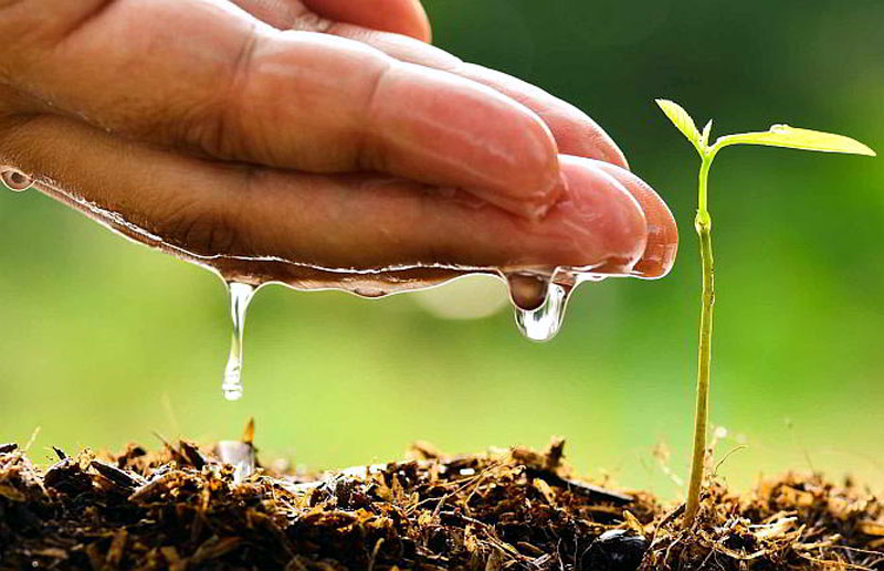 tarea vida medio amb