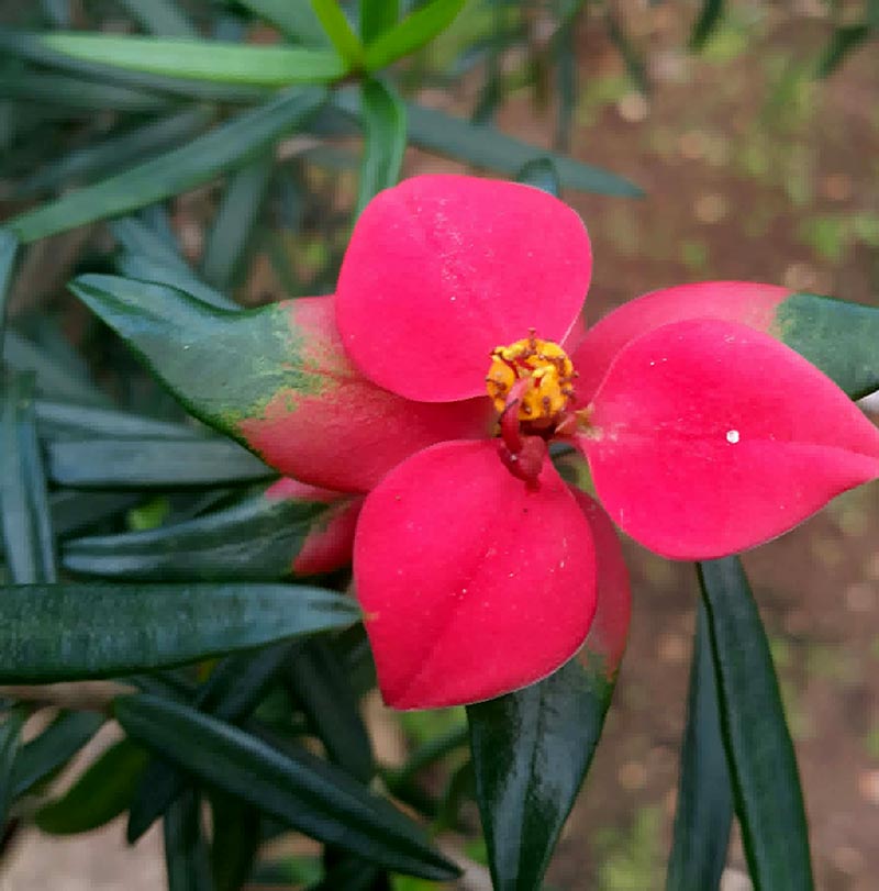botánico 6