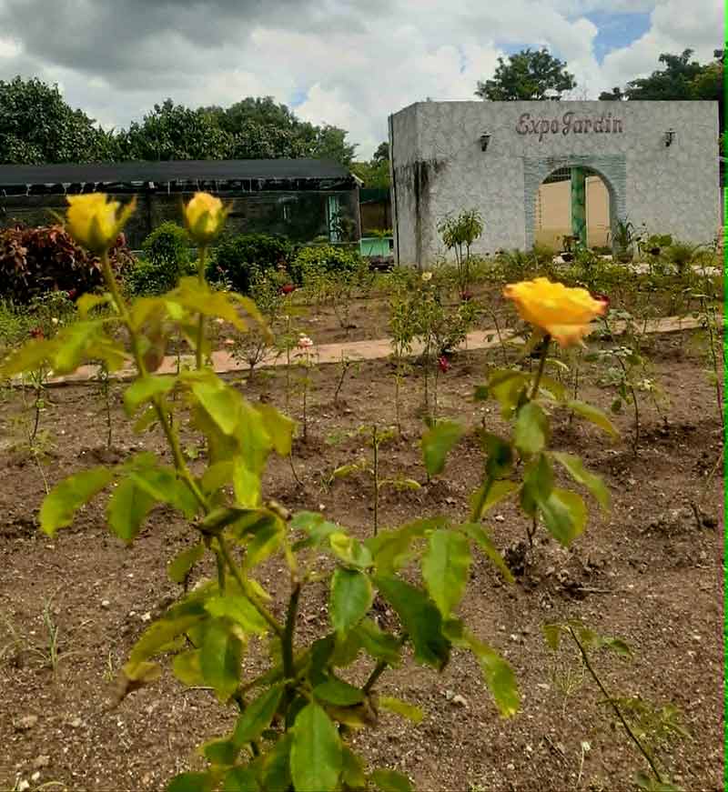 botánico 7
